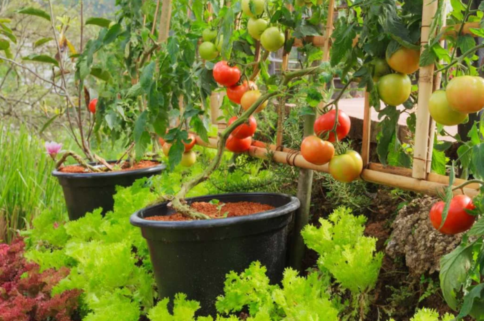 Beginner’s Guide to Starting a Vegetable Garden