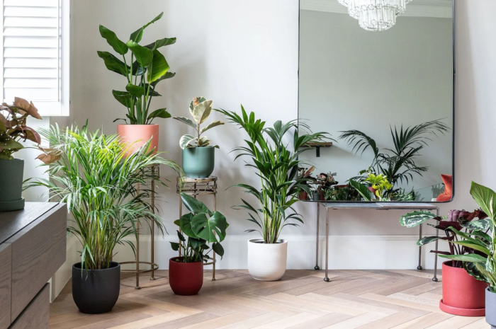 Zen Space Indoor Plants for a Calming Environment