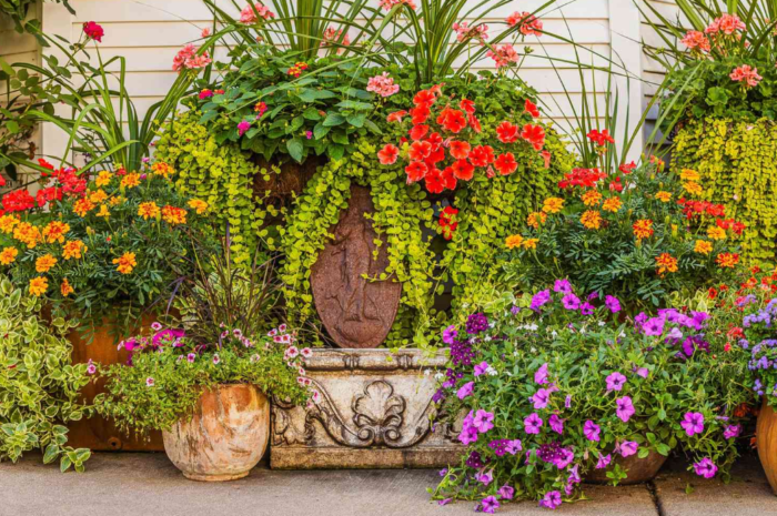 Container Gardening Grow Plants in Small Spaces