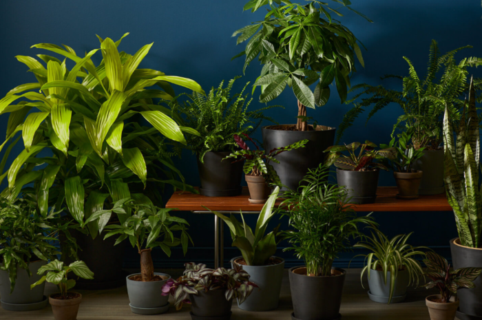 Best Indoor Plants for Low Light Conditions