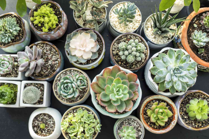 How to Care for Succulents for Healthy Plants